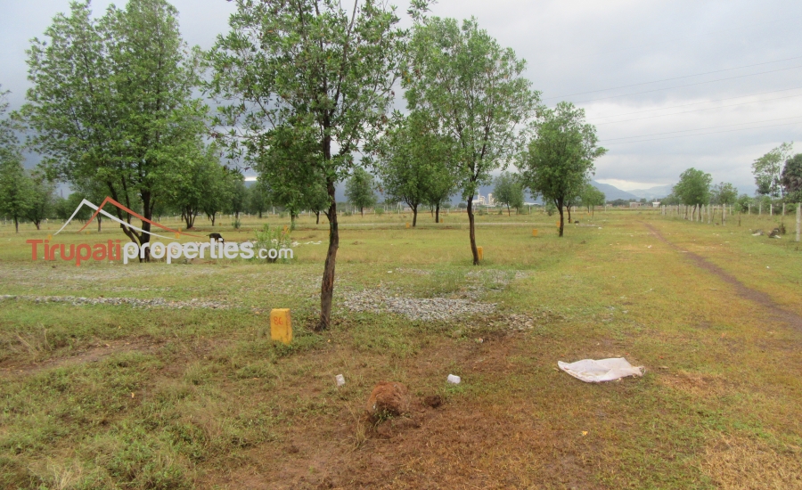 DTCP Approved Plots for Sale at Pangur to Sri Kalahasthi 100’ft Road